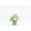 Malabar-Spinat Bio *Jungpflanze