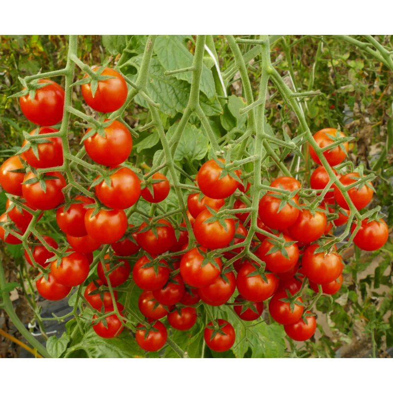 Tomatensamen 'Perlino Red F1' – Mini-Cherrytomate, Sehr Ertragreich (bis 800 Früchte/Pflanze), Für Garten, Gewächshaus Oder Topf