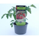 Cocktailtomate Perlino *Jungpflanze