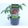 Cocktailtomate Perlino *Jungpflanze