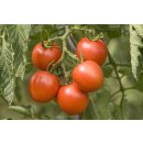 Bio Salattomate *Jungpflanze