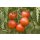 Bio Salattomate *Jungpflanze