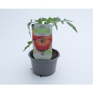 Bio Fleischtomate St. Pierre *Jungpflanze