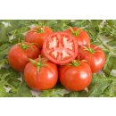 Bio Fleischtomate St. Pierre *Jungpflanze