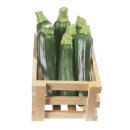Bio Zucchini grün *Jungpflanze