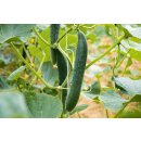 Bio Salatgurke Arola *Jungpflanze