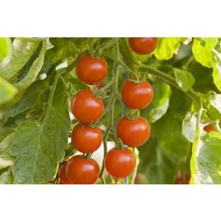 Bio Kirschtomate *Jungpflanze