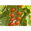 Bio Kirschtomate *Jungpflanze