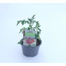 Bio Kirschtomate *Jungpflanze
