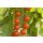 Bio Kirschtomate *Jungpflanze