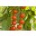 Bio Kirschtomate Zuckertraube *Jungpflanze