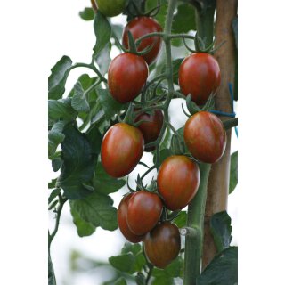 Bio Tomate gestreift *Jungpflanze