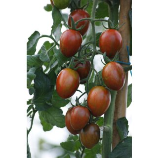 Bio Tomate Venusbrust *Jungpflanze