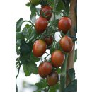 Bio Tomate gestreift *Jungpflanze