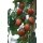 Bio Tomate gestreift *Jungpflanze