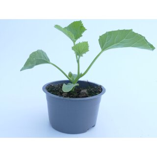 Bio Honigmelone Charentais *Jungpflanze