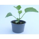 Bio Honigmelone Charentais *Jungpflanze