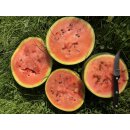 Bio Wassermelone Blacktail Mountain *Jungpflanze