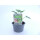 Bio Wassermelone Blacktail Mountain *Jungpflanze
