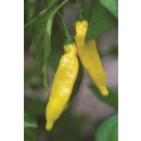 Zitronenchili Golden Cayenne *Jungpflanze