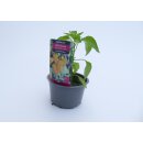 Zitronenchili Hot Lemon *Jungpflanze