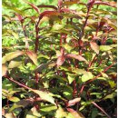 Wasserpfeffer Bio | Persicaria hydropiper *Jungpflanze