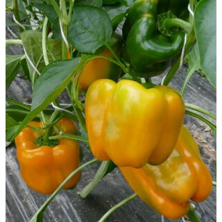 Gelbe Blockpaprika Golden California *Jungpflanze