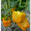 Gelbe Blockpaprika Golden California *Jungpflanze