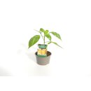 Gelbe Blockpaprika Golden California *Jungpflanze