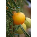 Tomate Lemonboy *Jungpflanze