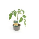 Tomate Lemonboy *Jungpflanze