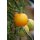 Tomate Lemonboy *Jungpflanze