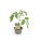 Tomate Lemonboy *Jungpflanze