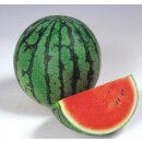 Veredelte Wassermelone Ingrid *Jungpflanze