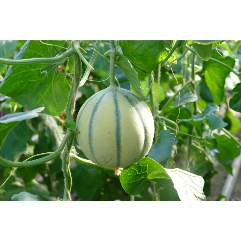 Honigmelone *Jungpflanze, 2,59