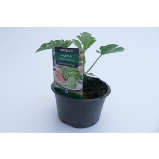 Wassermelone *Jungpflanze