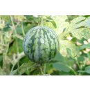 Wassermelone *Jungpflanze