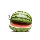 Wassermelone *Jungpflanze