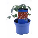 Kirschtomate Romello *Jungpflanze