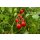 Kirschtomate Romello *Jungpflanze