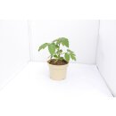 Pflaumentomate Plum Weiß *Jungpflanze
