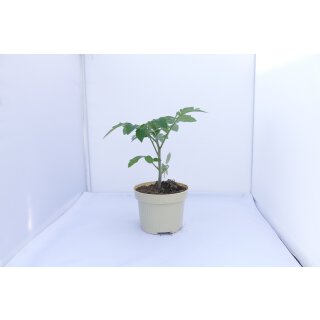 Bio Tomate Costoluto Gelb *Jungpflanze