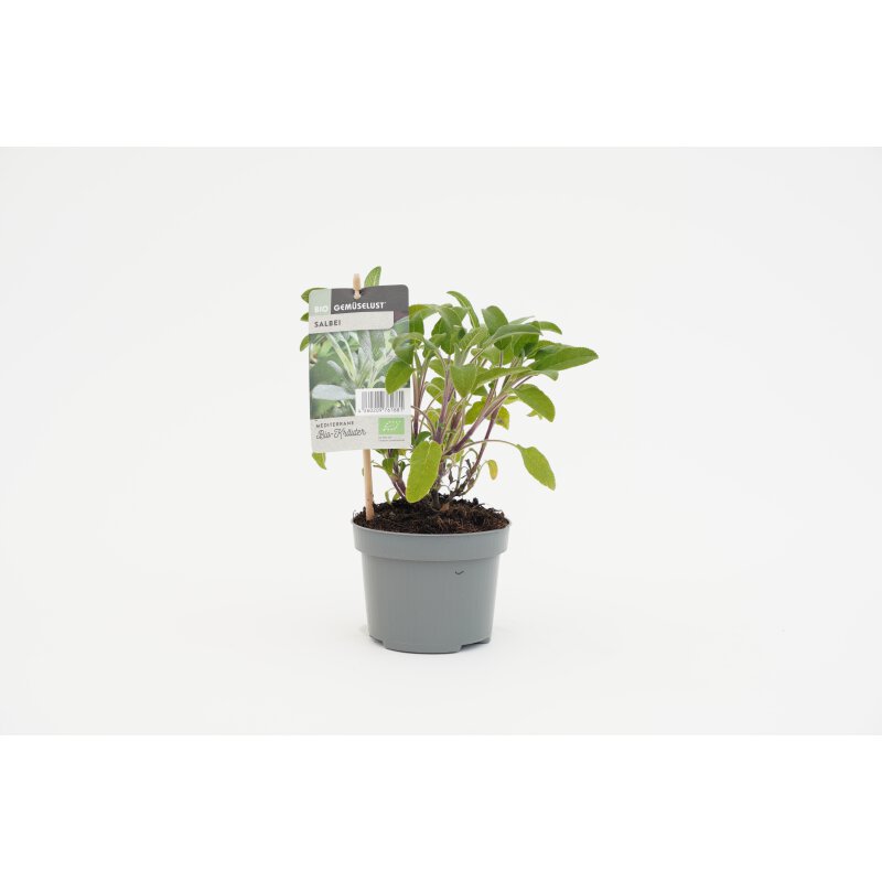 Salbei Bio *Jungpflanze, 2,99