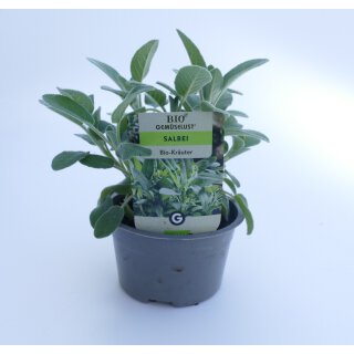 scandens variegata Peperomia scandens f. variegata – Serres Lavoie main image 1