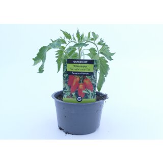 Tomate Eduardo *Jungpflanze