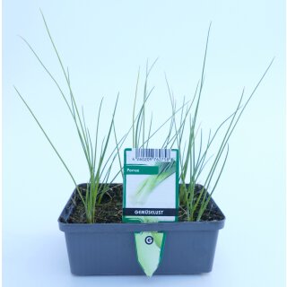 Porree *Pressballen 6er Pack