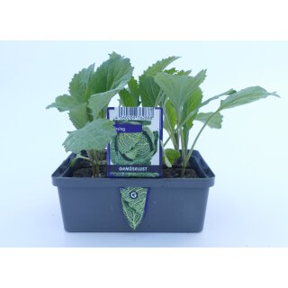 Wirsing *Pressballen 6er Pack