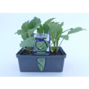 Wirsing *Pressballen 6er Pack