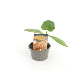 Muskatkürbis Muscade de Provence *Jungpflanze