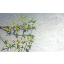 Thymian Bio *Jungpflanze